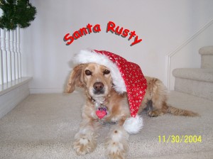 My Santa dog, Rusty